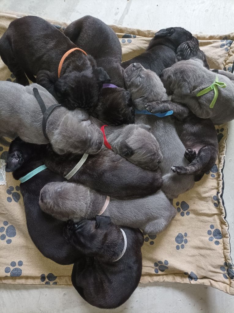 chiot Cane Corso Domaine des pénates de Quirinus