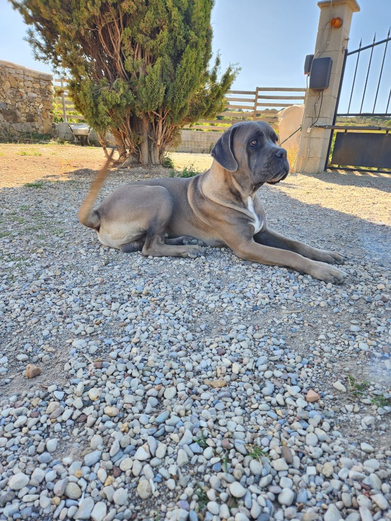 Taj des gardiens de cebenna Domaine des pénates de Quirinus
